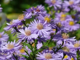 The Aster Identity Crisis: Crypto vs. Flower vs. Ari Aster