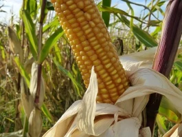 The Corn Matrix: What the Data Says About Street Corn, Corn Syrup, and Corn Mazes